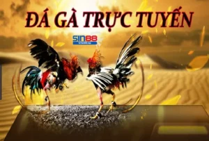 Giới thiệu về đá gà SIN88